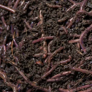 earthworm vermicompost fertilizer