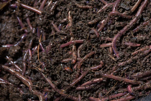 earthworm vermicompost fertilizer earthworm vermicompost fertilizer