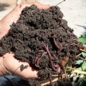 Organic Vermicompost